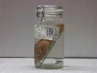 藏品(青石斑魚)的圖片